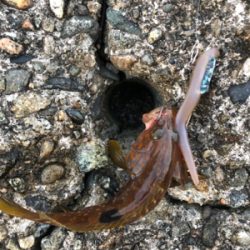 フラット、ロックフィッシュ狙いで