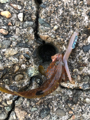 フラット、ロックフィッシュ狙いで