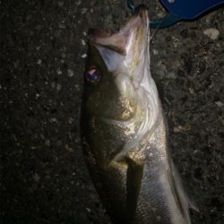 ワンオクぼっち