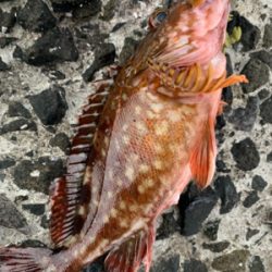 根魚パラダイス