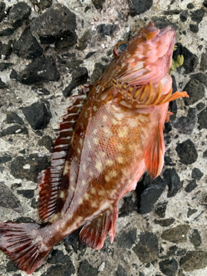 根魚パラダイス