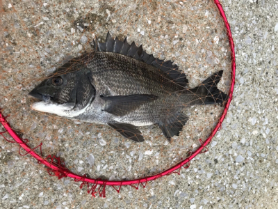 台風通過後の楽しみ！