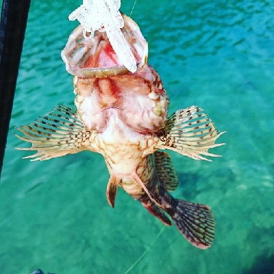 ロックフィッシュ釣行