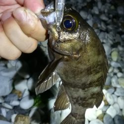 ナイトアジング