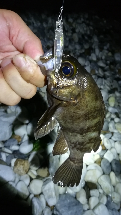 ナイトアジング