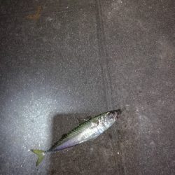 もう少しでハマチ