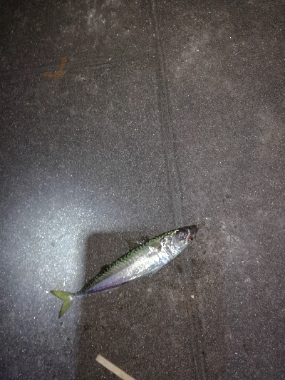 もう少しでハマチ