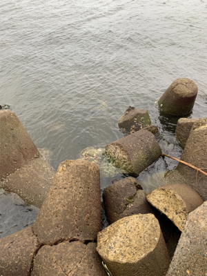 ショアタコ爆発!