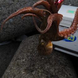 タコまとめて4kg