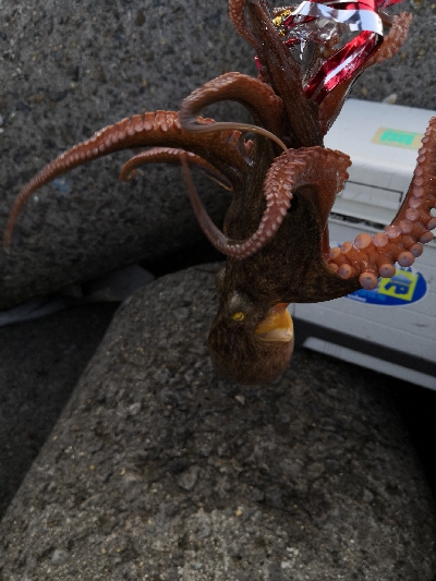 タコまとめて4kg