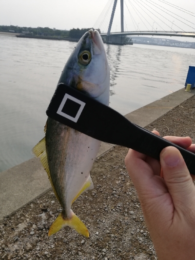 舞洲常吉大橋調査