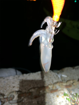 もうすぐ、ケンサキイカ⁈