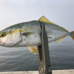 シーバスさがし！