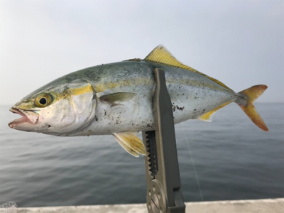 シーバスさがし！