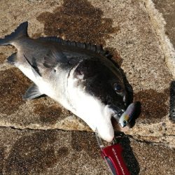 灼熱チヌトップ