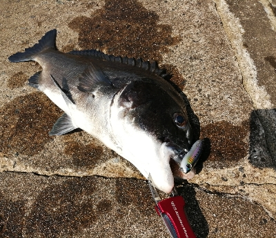 灼熱チヌトップ