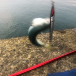 ショアジギング 北海道 道南