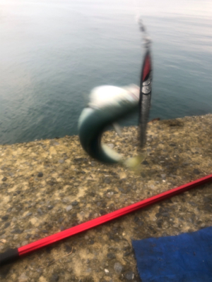 ショアジギング 北海道 道南