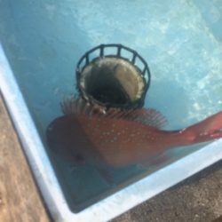 チャリコ猛攻かわしきれず