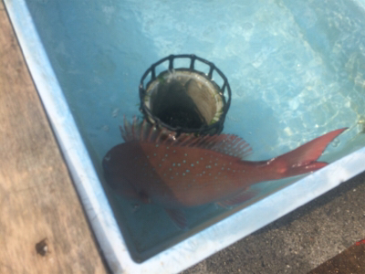 チャリコ猛攻かわしきれず