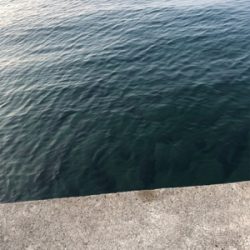 やっと釣れました。