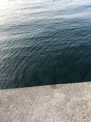 やっと釣れました。