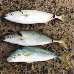 もう少しでハマチ