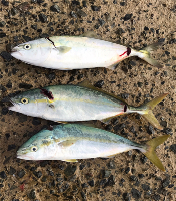 もう少しでハマチ