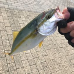 ダブルヘッダーで…