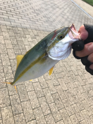 ダブルヘッダーで…