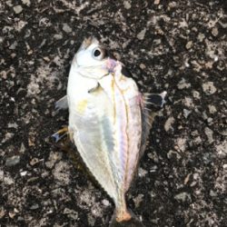 アジングしたかったのに・・・