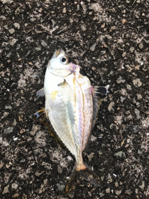 アジングしたかったのに・・・