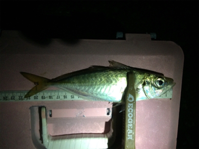 台風一過ライトゲーム