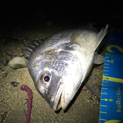 カッティングベイトのキビレグレープがどハマ…