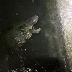 梅雨明け手長えび釣り