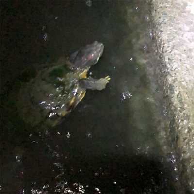 梅雨明け手長えび釣り