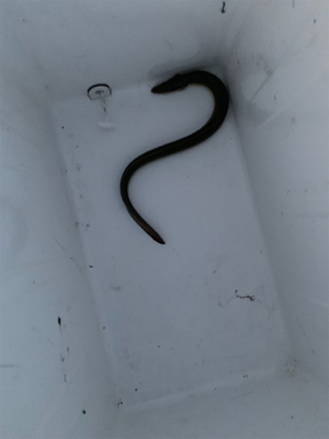 夕方からうなぎぶっ込み釣り