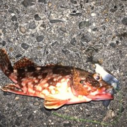 遠征しました！アカハタ