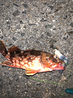 遠征しました！アカハタ