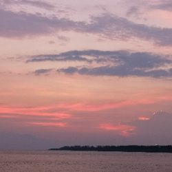 何か釣れればと