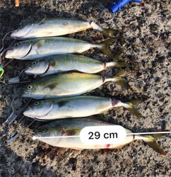 昼からツバス祭り