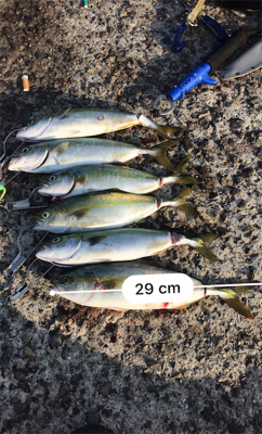 昼からツバス祭り