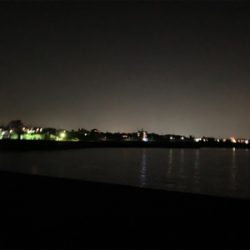 ケンサキイカ②