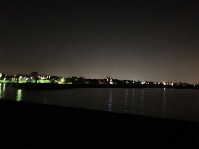 ケンサキイカ②