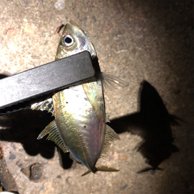 アジとメバルとケンサキ