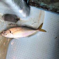 メクリアジ  純栄丸