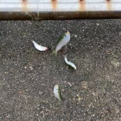 ホームグラウンドにしたい新舞子マリンパーク