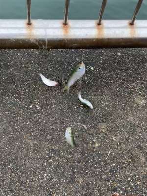 ホームグラウンドにしたい新舞子マリンパーク