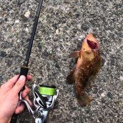 ロックフィッシュ狙い