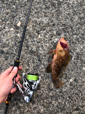 ロックフィッシュ狙い